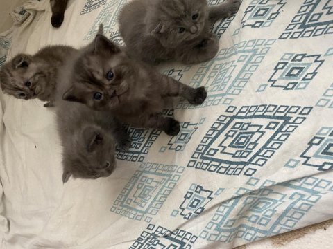 Scottish longhair yavru kedimiz