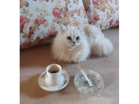 Lynx british shorthair yavrularımız