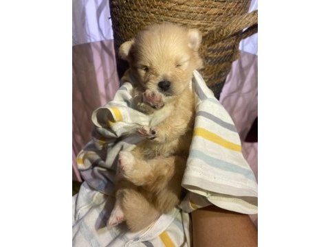 Pomeranian cinsi yavrular yeni yuva arıyor