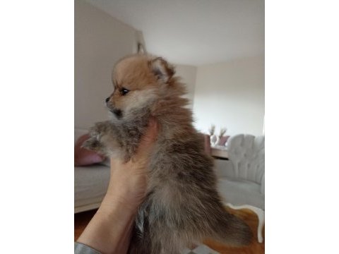 Yavru pomeranian