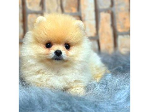 Ayı surat pomeranian boo