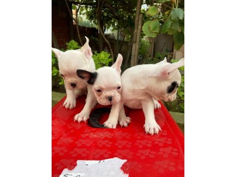 Kalite french bulldog yavruları