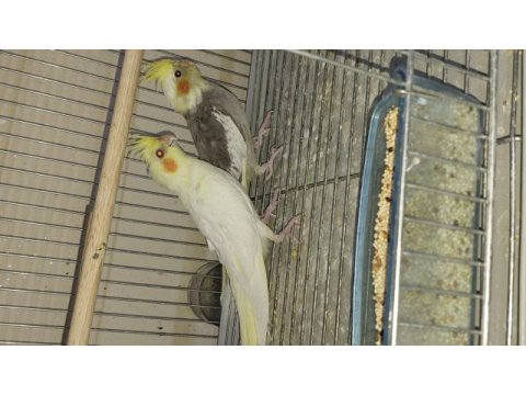2.5 aylık ev üretimi sultan papağanı kuşlar