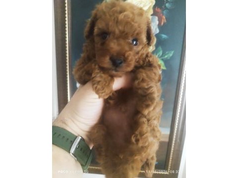 Teacup red brown korekan erkek poodle yavru