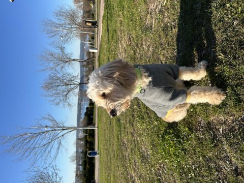 4 yaş ücretsiz cockapoo erkek