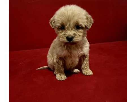 Poodle ayarında maltipoo