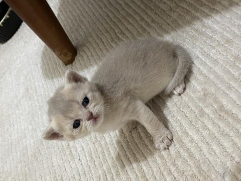 Golden british shorthair bebekler