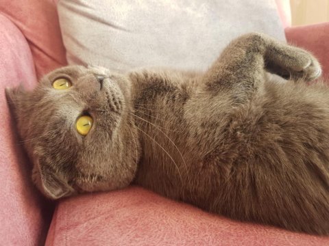 8 aylık kırık kulak scottish fold