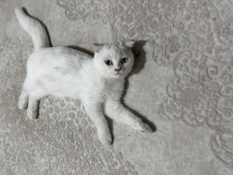 3.5 aylık scottish fold dişi yavru