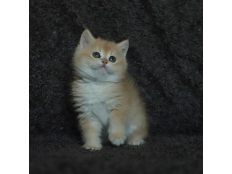 Black golden shell ny12 safkan british shorthair