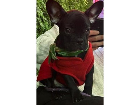 Yavru french bulldog