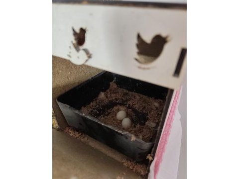Hazır yumurtalı garanti takım lutino sultanlar