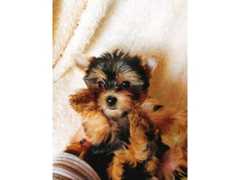 Petmode köpek çiftliğinden tea cup morki yavrularımız