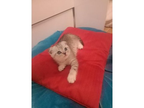 Scottish fold erkek kedimiz