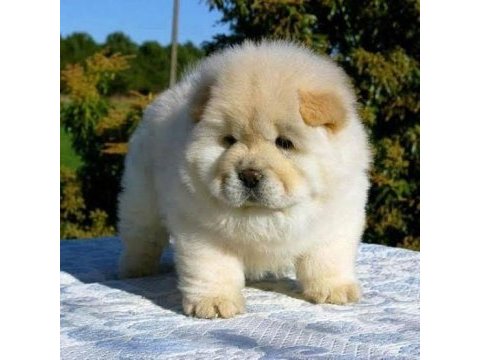 Pofuduk chow chow çin aslanı erkek ve dişi