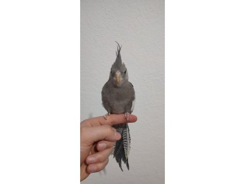 Ev üretimi evcil sultan papağanı bebekler