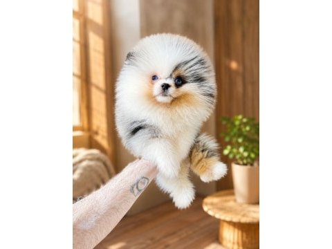 Orjinal merle mavi göz pomeranian boo