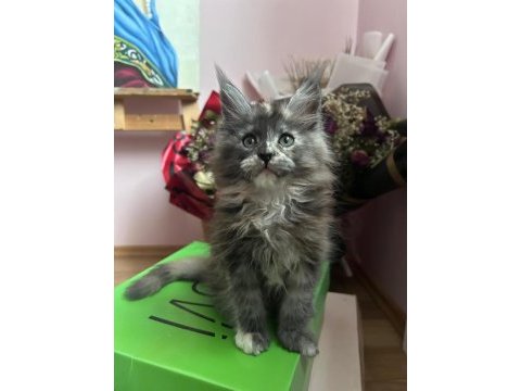 25.10 doğumlu teslime hazır maine coon yavruları
