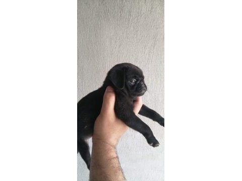Sıfır burun gül kuyruk pug