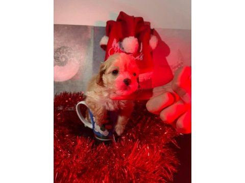 Minyatür maltipoo yavrular