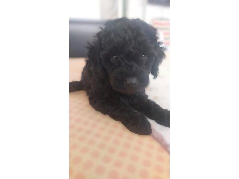 Toy poodle siyah