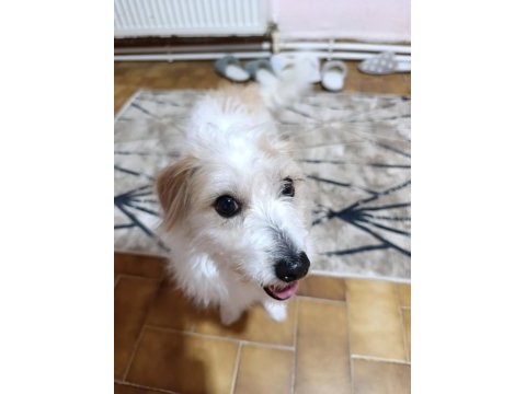Köpeğimiz kuki ailesini arıyor