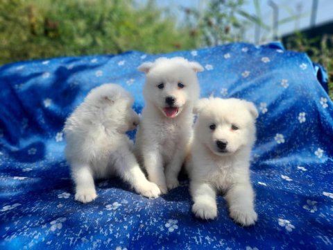 Samoyed yavrularımız iki aylık