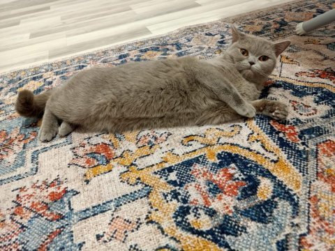 Sahiplendirme british shorthair