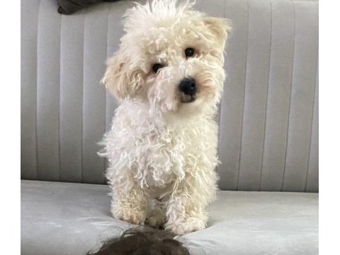 Loki bal küpü maltipoo