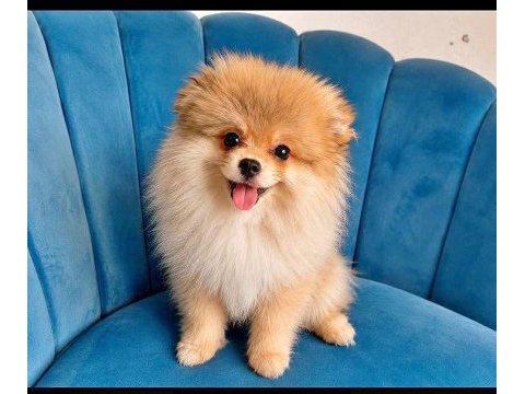Erkek pomeranian tuvalet eğitimli