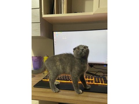 Scottish fold yavrular