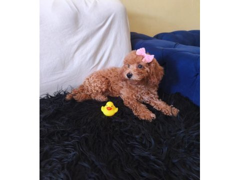 Poodle peluş bir kız