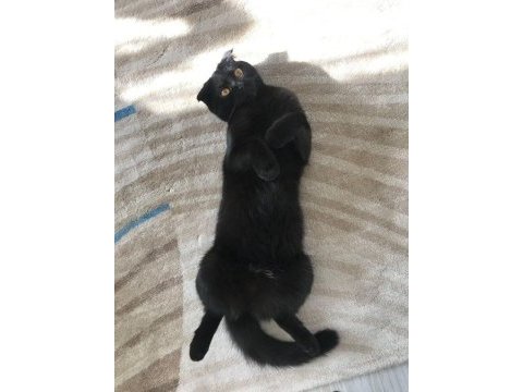 Ömürlük yuva arıyoruz scottish fold