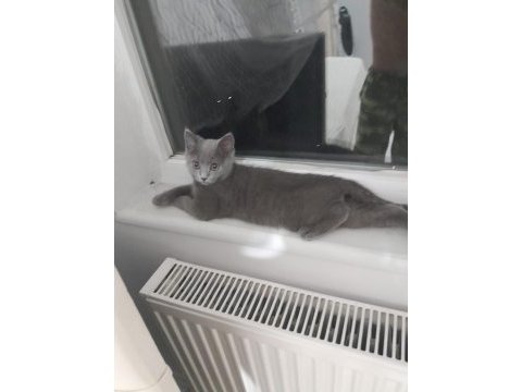 2.5 aylık erkek kedimiz yeni yuvasini ariyor