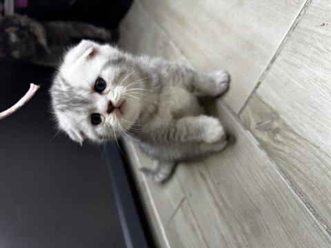 Scottish fold safkan