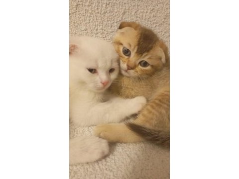 Kısa süre sonra sahiplendirilmeye hazır kediler