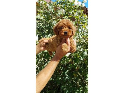 Red brown a kalite orjinal toy poodle yavrular