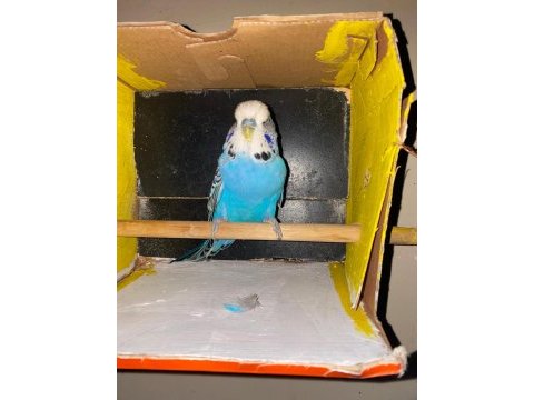 Erkek show jumbo muhabbet kuşu