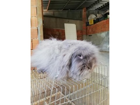 Teddy lop damızlık tavşanlar