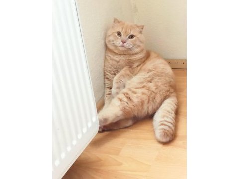 Scottish fold kedimize eş arama çiftleştirme