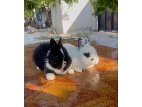 Cüce tavşan (netherland dwarf)