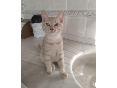 3 aylık scottısh kırması bebekler