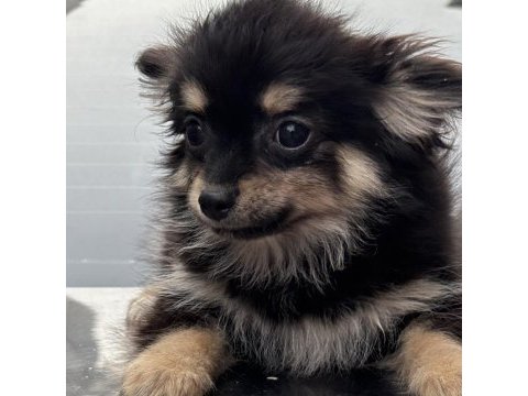 Black tan chihuahua yavru