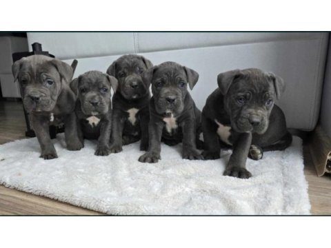 Cane corso en kalitelisi bizde var