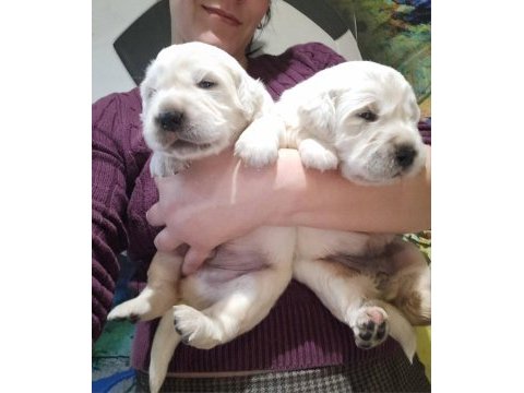 Golden retriever adrese teslim kapıda ödeme yapabilirsiniz