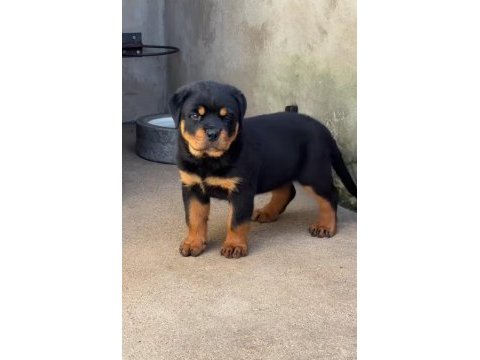 Rottweiler bebekler sağlık ve ırk garantili teslim