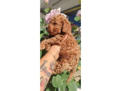 Poodle en sevilenler geldi