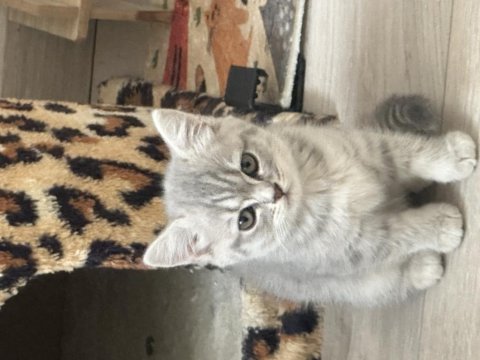 British shorthair yavru