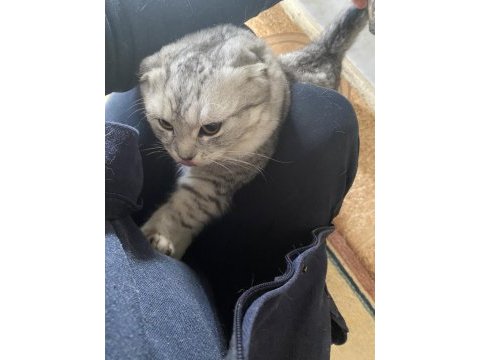 Yavru scottish fold