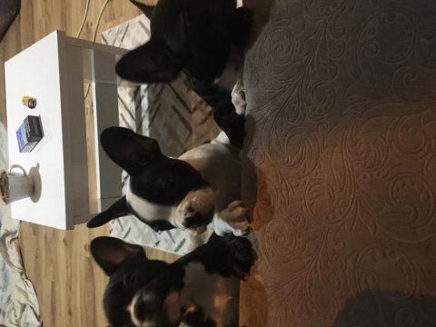 Müthiş sevimli a kalite french bulldog bebeklerimiz